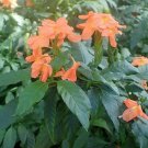 Crossandra Infundibuliformis Orange Firecracker Flower 70 Seeds Fast Growing