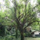 Gliricidia Sepium Quick Stick 10 Seeds Fast Growing Gliricidia Sepium Quick Stick 10 Seeds Fast Growing