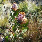 Protea Speciosa Bearded Sugarbush 10 Seeds Fast Growing Protea Speciosa Bearded Sugarbush 10 Seeds Fast Growing