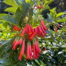 Fuchsia Andrei Andre S Fuchsia 10 Seeds Fast Growing Fuchsia Andrei Andre S Fuchsia 10 Seeds Fast Growing