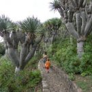 Dracaena Draco Drago Canary Islands Dragon Tree 5 Seeds Fast Growing