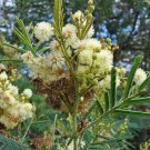 Acacia Mearnsii Black Or Green Wattle 100 Seeds Fast Growing Acacia Mearnsii Black Or Green Wattle 100 Seeds Fast Growing