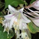 Hosta Longipes Var Longipes Amagi Rock Hosta 10 Seeds Fast Growing Hosta Longipes Var Longipes Amagi Rock Hosta 10 Seeds Fast Growing