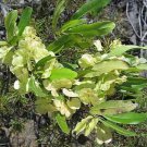 Dodonaea Viscosa Florida Hopbush Varnish Leaf 50 Seeds Fast Growing Dodonaea Viscosa Florida Hopbush Varnish Leaf 50 Seeds Fast Growing