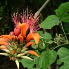 Erythrina Indica Easter Flower Indian Coral Tree 5 Seeds Fast Growing Erythrina Indica Easter Flower Indian Coral Tree 5 Seeds Fast Growing
