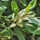 Acacia Mangium Black Or Hickory Wattle 30 Seeds Fast Growing Acacia Mangium Black Or Hickory Wattle 30 Seeds Fast Growing