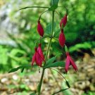 Fuchsia Bracelinae 20 Seeds Fast Growing