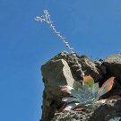 Dudleya Pulverulenta Ssp Pulverulenta Chalk Liveforever 20 Seeds Fast Growing Dudleya Pulverulenta Ssp Pulverulenta Chalk Liveforever 20 Seeds Fast Growing