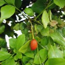 Murraya Paniculata Tall Variety Orange Jasmine 5 Seeds Fast Growing