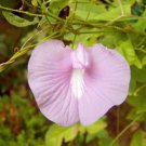 Clitoria Ternatea Single Pink 10 Seeds Fast Growing Clitoria Ternatea Single Pink 10 Seeds Fast Growing