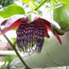 Passiflora Alata Winged Stem Passion Flower 5 Seeds Fast Growing Passiflora Alata Winged Stem Passion Flower 5 Seeds Fast Growing