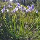 Iris Missouriensis Rocky Mountain Iris Wild Blue Iris 40 Seeds Fast Growing Iris Missouriensis Rocky Mountain Iris Wild Blue Iris 40 Seeds Fast Growing