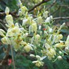 Moringa Oleifera Miracle Tree Drumstick Tree Horseradish Tree 25 Seeds Fast Growing Moringa Oleifera Miracle Tree Drumstick Tree Horseradish Tree 25 Seeds Fast Growing