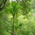 Cordyline Sp Wide Leaf 5 Seeds Fast Growing Cordyline Sp Wide Leaf 5 Seeds Fast Growing