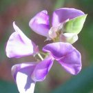Codariocalyx Motorius Semaphore Or Telegraph Plant 10 Seeds Fast Growing Codariocalyx Motorius Semaphore Or Telegraph Plant 10 Seeds Fast Growing