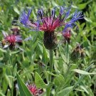 Centaurea Montana Mountain Bluet Bachelor S Button 10 Seeds Fast Growing Centaurea Montana Mountain Bluet Bachelor S Button 10 Seeds Fast Growing