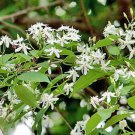 Wrightia Tinctoria Pala Indigo Plant Sweet Indrajao 50 Seeds Fast Growing Wrightia Tinctoria Pala Indigo Plant Sweet Indrajao 50 Seeds Fast Growing