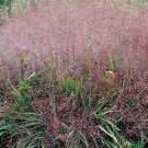 Eragrostis Spectabilis Purple Love Grass Tumblegrass 20 Seeds Fast Growing Eragrostis Spectabilis Purple Love Grass Tumblegrass 20 Seeds Fast Growing