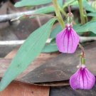 Hybanthus Enneaspermus Spade Flower Pink Ladies Slipper 20 Seeds Fast Growing