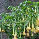 Brugmansia Suaveolens Yellow Angel S Trumpet 25 Seeds Fast Growing Brugmansia Suaveolens Yellow Angel S Trumpet 25 Seeds Fast Growing
