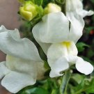 Antirrhinum Majus Var Maximum 500 Seeds Fast Growing Antirrhinum Majus Var Maximum 500 Seeds Fast Growing