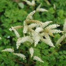 Aruncus Aethusifolius Dwarf Goat S Beard 150 Seeds Fast Growing Aruncus Aethusifolius Dwarf Goat S Beard 150 Seeds Fast Growing