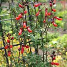 Eccremocarpus Scaber Mix Chilean Glory Flower 25 Seeds Fast Growing