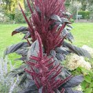 Amaranthus Pygmy Torch Purple Amaranth 50 Seeds Fast Growing Amaranthus Pygmy Torch Purple Amaranth 50 Seeds Fast Growing