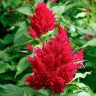 Celosia Argentea Var Plumosa Nana Glitters Scarlet 20 Seeds Fast Growing