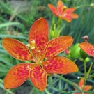 Belamcanda Chinensis Blackberry Or Leopard Lily 5 Seeds Fast Growing Belamcanda Chinensis Blackberry Or Leopard Lily 5 Seeds Fast Growing