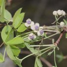 Akebia Quinata Silver Bells 5 Seeds Fast Growing Akebia Quinata Silver Bells 5 Seeds Fast Growing