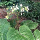 Begonia Fusca Rare 50 Seeds Fast Growing