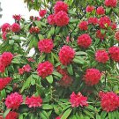 Rhododendron Arboreum Tree Rhododendron 150 Seeds Fast Growing Rhododendron Arboreum Tree Rhododendron 150 Seeds Fast Growing