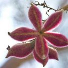 Sterculia Urens Karaya Gum Kulu 10 Seeds Fast Growing Sterculia Urens Karaya Gum Kulu 10 Seeds Fast Growing