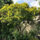 Koelreuteria Paniculata Golden Rain Tree Pride Of India 20 Seeds Fast Growing Koelreuteria Paniculata Golden Rain Tree Pride Of India 20 Seeds Fast Growing
