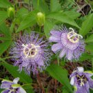 Passiflora Incarnata Maypop Apricot Vine Hardy Passion Vine 5 Seeds Fast Growing Passiflora Incarnata Maypop Apricot Vine Hardy Passion Vine 5 Seeds Fast Growing