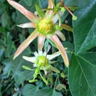 Passiflora Herbertiana 20 Seeds Fast Growing Passiflora Herbertiana 20 Seeds Fast Growing
