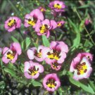 Mimulus Tricolor Monkey Flower 50 Seeds Fast Growing