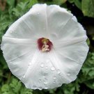 Merremia Dissecta Alamo Or Noyau Vine 10 Seeds Fast Growing