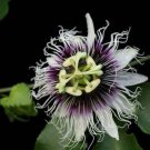 Passiflora Edulis Var Flavicarpa Passion Vine 10 Seeds Fast Growing Passiflora Edulis Var Flavicarpa Passion Vine 10 Seeds Fast Growing