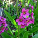 Primula Parryi Parry S Primrose 20 Seeds Fast Growing Primula Parryi Parry S Primrose 20 Seeds Fast Growing
