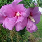 Hibiscus Syriacus Violet Satin Rose Of Sharon Shrub Althea 40 Seeds Fast Growing Hibiscus Syriacus Violet Satin Rose Of Sharon Shrub Althea 40 Seeds Fast Growing