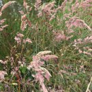 Holcus Lanatus Meadow Soft Or Tufted Grass Yorkshire Fog 20 Seeds Fast Growing