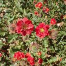 Geum Chiloense Avens Mrs J Bradshaw Red Double Geum 100 Seeds Fast Growing Geum Chiloense Avens Mrs J Bradshaw Red Double Geum 100 Seeds Fast Growing