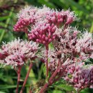 Eupatorium Cannabinum Raspberries And Cream Holy Rope 20 Seeds Fast Growing Eupatorium Cannabinum Raspberries And Cream Holy Rope 20 Seeds Fast Growing