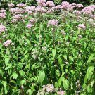 Eutrochium Maculatum Spotted Joe Pye Weed Joe Pye Weed 20 Seeds Fast Growing Eutrochium Maculatum Spotted Joe Pye Weed Joe Pye Weed 20 Seeds Fast Growing