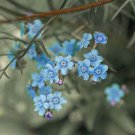 Cynoglossum Amabile Chinese Forget Me Not Blue Showers 100 Seeds Fast Growing