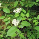 Cornus Sericea Ssp Sericea Red Twig Or Creek Dogwood 5 Seeds Fast Growing Cornus Sericea Ssp Sericea Red Twig Or Creek Dogwood 5 Seeds Fast Growing