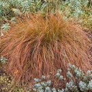 Carex Testacea Prairie Fire 10 Seeds Fast Growing Carex Testacea Prairie Fire 10 Seeds Fast Growing