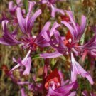 Clarkia Concinna Red Or Pink Ribbons 15 Seeds Fast Growing